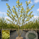 Prunus ser. 'Ukon' 450-500 cm draadkluit meerstammig 200-250 diameter