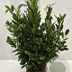 Prunus l. 'Greentorch' 250-300 cm draadkluit struik 175-200 diameter