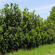 Prunus l. 'Greentorch' 250-300 cm draadkluit struik 175-200 diameter