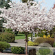 Prunus ser. 'Shirotae' 500-550 cm draadkluit meerstammig 400-450 diameter
