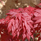 Acer pal. 'Oregon Sunset' 100-125 cm 50L