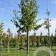 Pyrus pyrifolia 550-600 cm draadkluit meerstammig 400-500 diameter