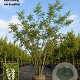 Robinia pseudoacacia 500-550 cm draadkluit meerstammig 400-450 diameter
