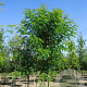 Robinia pseudoacacia 500-550 cm draadkluit meerstammig 400-450 diameter