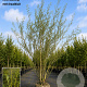 Salix 'Caradoc' 250-300 cm draadkluit meerstammig 350-400 diameter