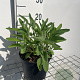 Salvia officinalis GM 2,0L