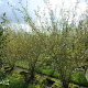 Salix purpurea 250-300 cm draadkluit struik 175-200 diameter