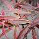 Acer pal. 'Pink Passion' 175-200 cm 20L