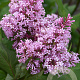Syringa (V) 'James Macfarlane' 250-300 cm draadkluit struik 175-200 diameter