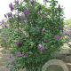 Syringa v. 'Charles Joly' 250-300 cm draadkluit struik 175-200 diameter
