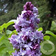Syringa v. Hope 250-300 cm draadkluit struik 175-200 diameter