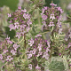 Thymus citriod. 'Silver Queen' GM P9