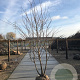 Tilia cordata 175-200 cm draadkluit meerstammig 200-250 diameter