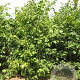 Tilia platyphyllos 350-400 cm draadkluit struik 140-160 diameter