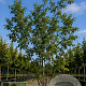 Ulmus glabra 250-300 cm draadkluit meerstammig 350-400 diameter