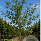 Ulmus laevis 250-300 cm draadkluit meerstammig 350-400 diameter