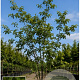 Ulmus minor 400-450 cm draadkluit meerstammig 200-250 diameter