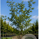 Ulmus minor suberosa 250-300 cm draadkluit meerstammig 350-400 diameter
