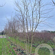 Acer buergerianum 400-450 cm draadkluit meerstammig 200-250 diameter
