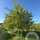 Acer buergerianum 400-450 cm draadkluit meerstammig 200-250 diameter