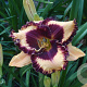 Hemerocallis 'Eye on America' GM  P11