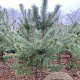 Pinus sylvestris 200-250 cm draadkluit meerstammig 160-180 cm diameter