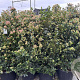 Viburnum tinus 125-150 cm 40L