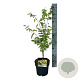 Acer shirasawanum 'Jordan' 40-50 cm P21