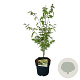 Acer shirasawanum 'Jordan' 40-50 cm P21