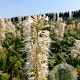 Aesculus parviflora 150-175 cm cont. 180L bonsai