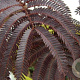 Albizia julibr. Chocolate Fountain 200-250 cm 20L geveerd