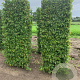 Carpinus betulus 150x40x60 draadkluit haagelement