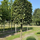 Carpinus betulus 150 cm stam draadkluit blok