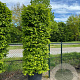 Carpinus betulus 200x100x30 container Haagelement 100Bx40D