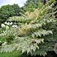 Aralia elata 'Silver Umbrella' 100-125 cm 20L