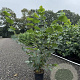 Corylus avellana 125-150 cm 4,0L