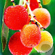 Arbutus unguicularis 'Rubra' 125-150 cm 20L