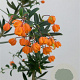 Berberis lin. 'Orange King' 100-125 cm 20L