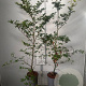 Fagus sylvatica 100-125 cm 4,0L