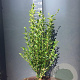 Ligustrum ovalifolium 100-125 cm 4,0L