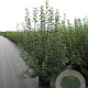 Ligustrum vulgare 125-150 cm 12L