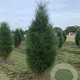 Pinus nigra 'Green Tower' 60-80 cm draadkluit
