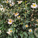 Camellia sas. 'Hino De Gumo' 125-150 cm 50L