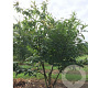 Castanea sativa 250-300 cm draadkluit meerstammig