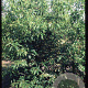 Castanea sativa 8-10 HO container
