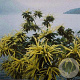 Castanea sativa 8-10 HO container