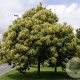 Castanea sativa 8-10 HO container
