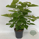 Catalpa bignonioides 'Aurea' 100-125 cm 12L
