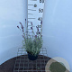 Lavandula ang. 'Hidcote' GM 2,0L