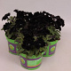 Petunia Black GM P12